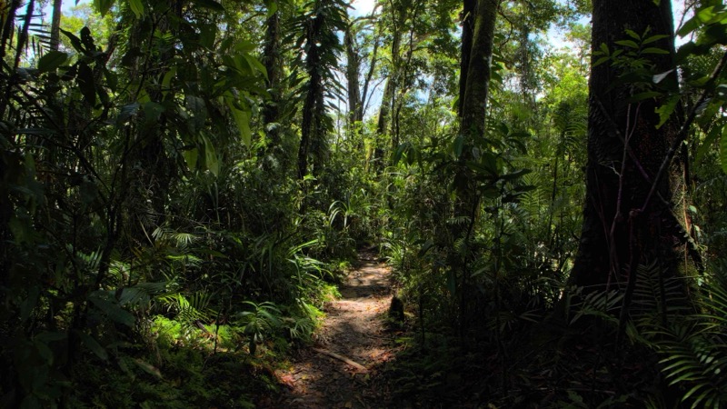 Aussie Rainforest Adventure