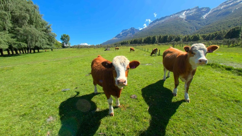 Cows in Paradise