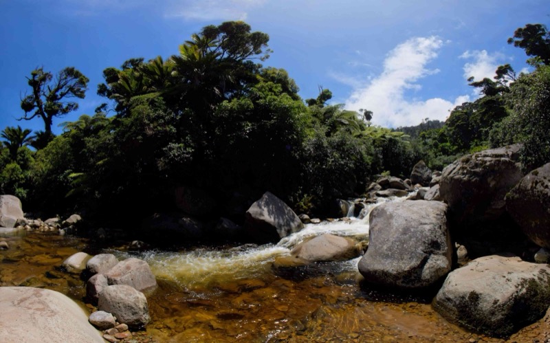 Jungle Stream Serenity