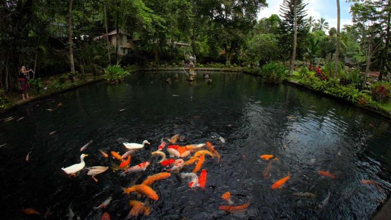 Koi Of Bali