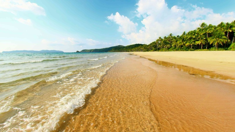 Palm Tree Beach Walk