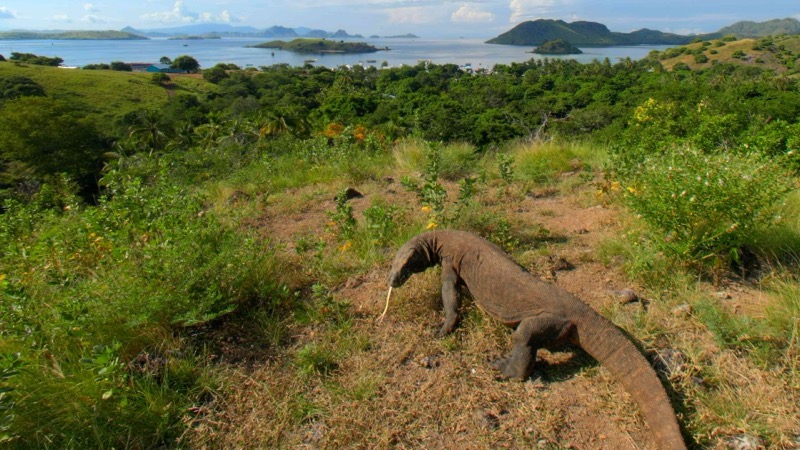 The Komodo Islands
